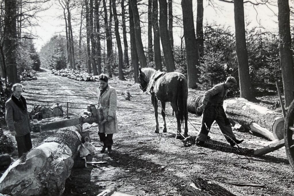 De vader van Alexander Russelman zaagt op traditionele wijze hout en verplaatst de houten stammen met behulp van een paard, zoals dat vroeger gebruikelijk was